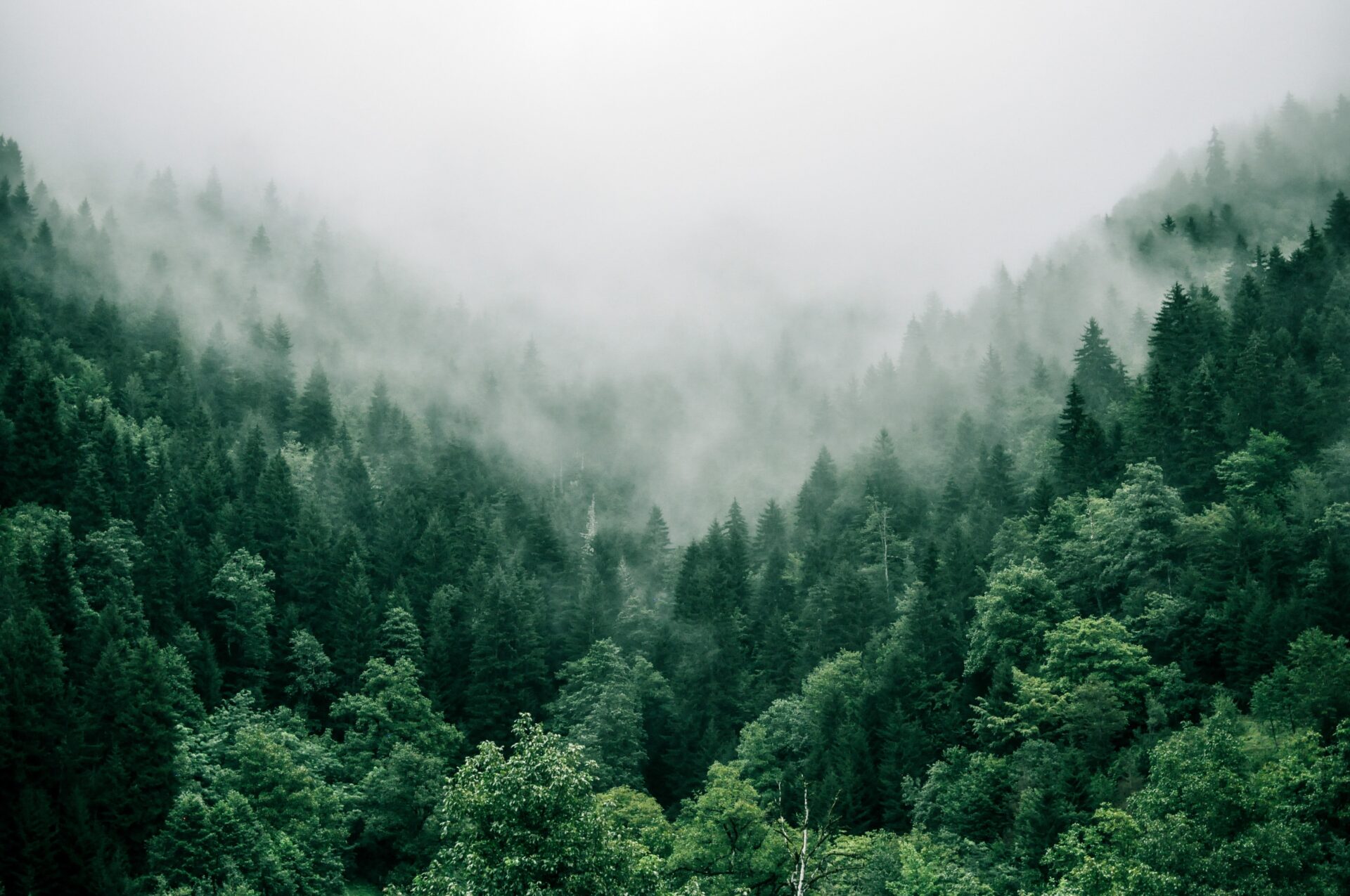A Use Case of Forest Monitoring with Satellites